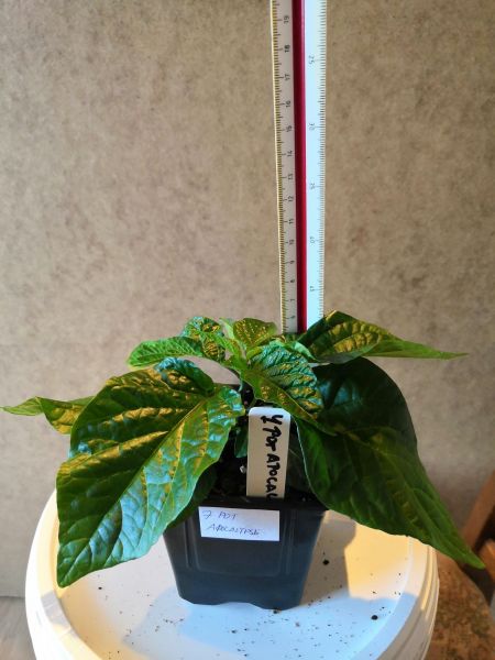 7 Pot Apocalypse
