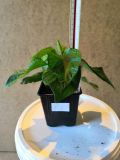 7 Pot Brown