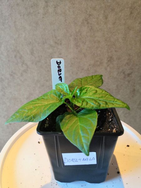 Dorset Naga