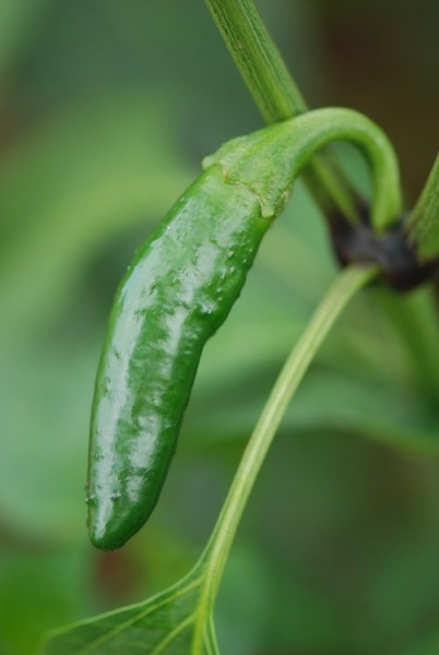 Jalapeno Maylon