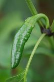 Jalapeno Maylon