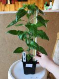 Habanero Tasmanian