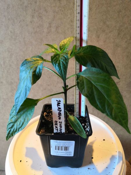 Jalapeno Summer Heat