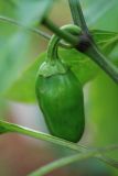 Jalapeno Organic