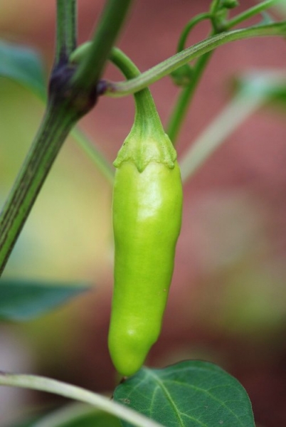 Jalapeno Pinata