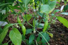 Jalapeno Pinata