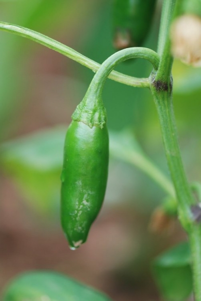 Jalapeno Primavera1