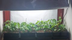 vysokopodlažní growbox - annumky