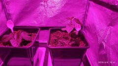 IMG_20190406_194128