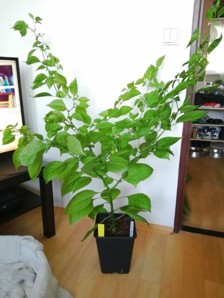 Carolina reaper
