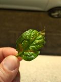 IMG_20190426_071954