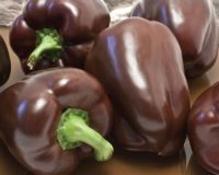 Chocolate-Bell-Pepper-Seeds
