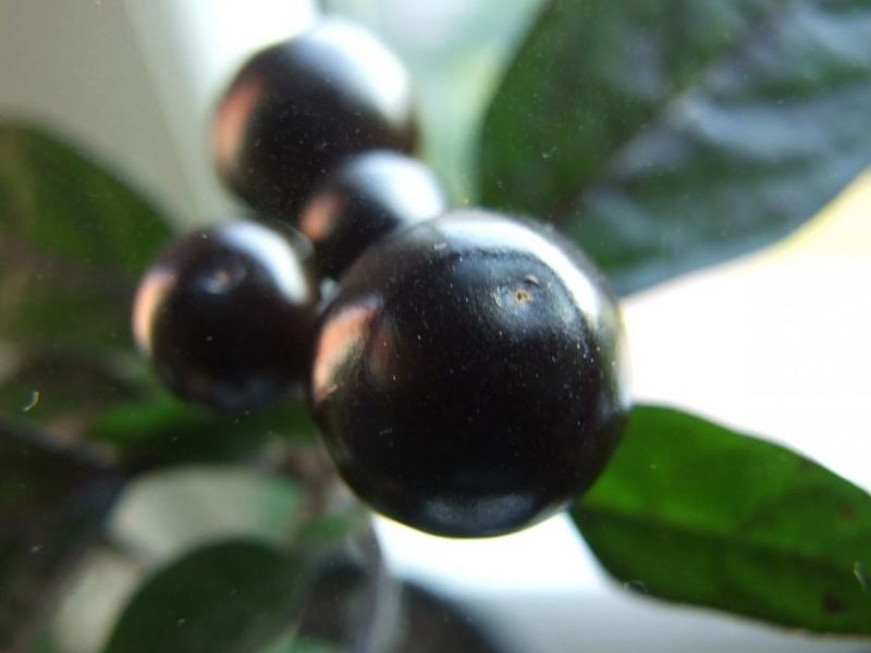 black pearl 4 
