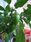 chilli 15.6.2011 078