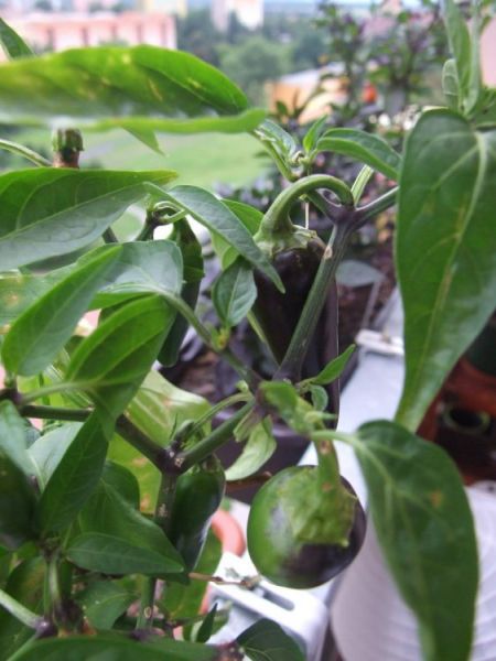 jalapeno