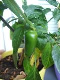 jalapeno 1 