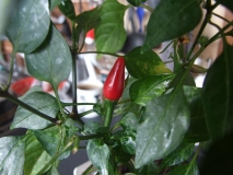 sibirske domaci chilli