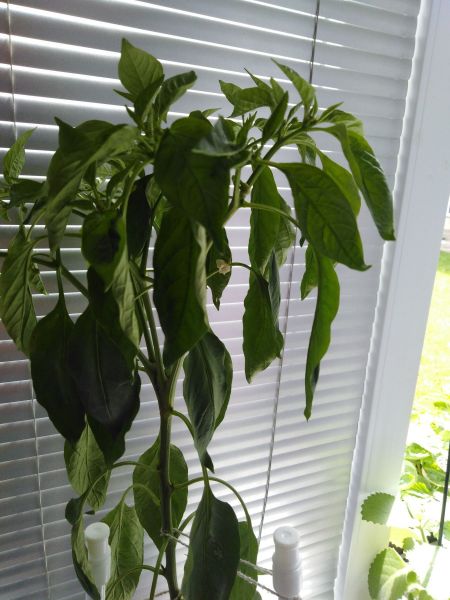 Habaněro tasmanian