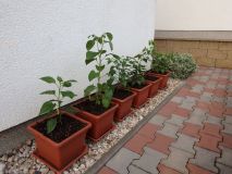 104-Habaneros