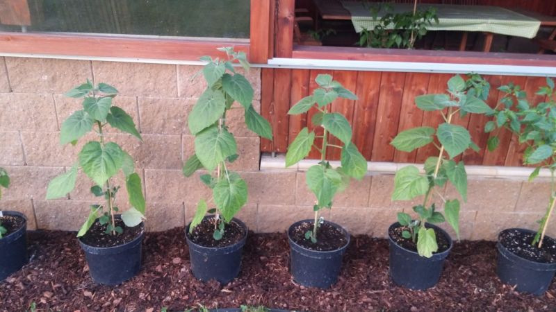 Physalis Peruviana