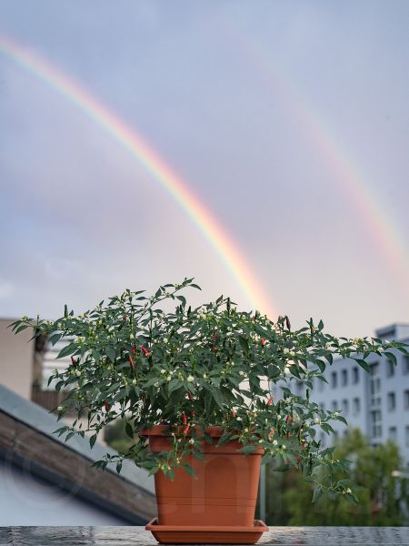 _5252764