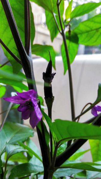 IMG_20190605_065603