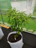IMG_20190608_125550