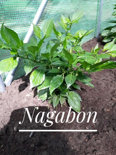 Nagabon9.6.