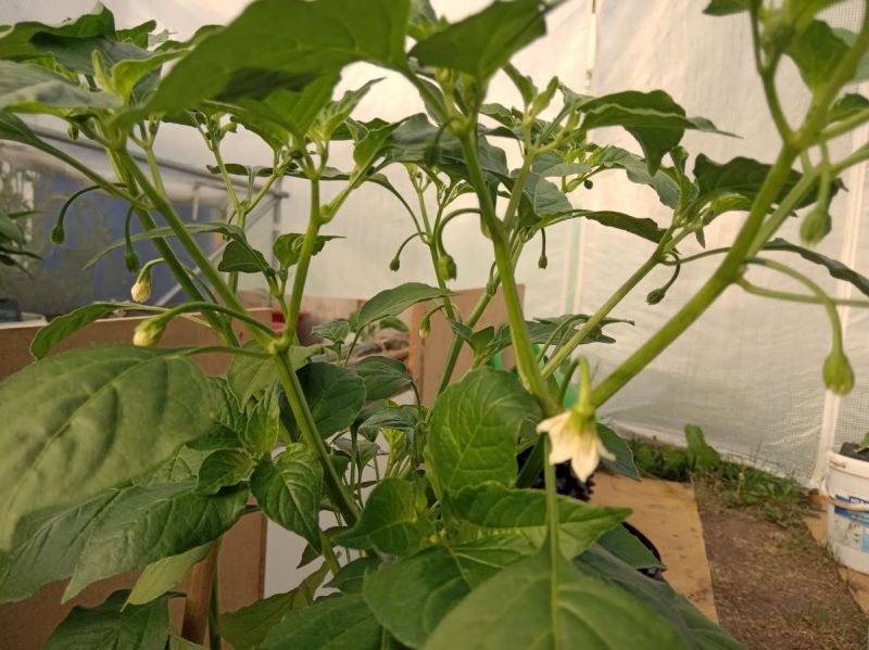 Aji Golden2