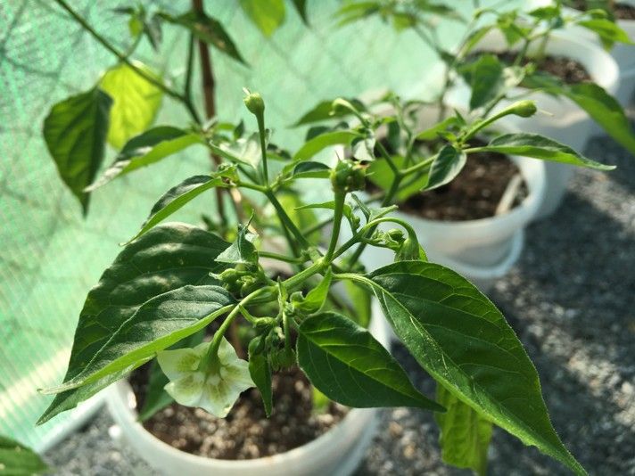 128 aji omnicolor
