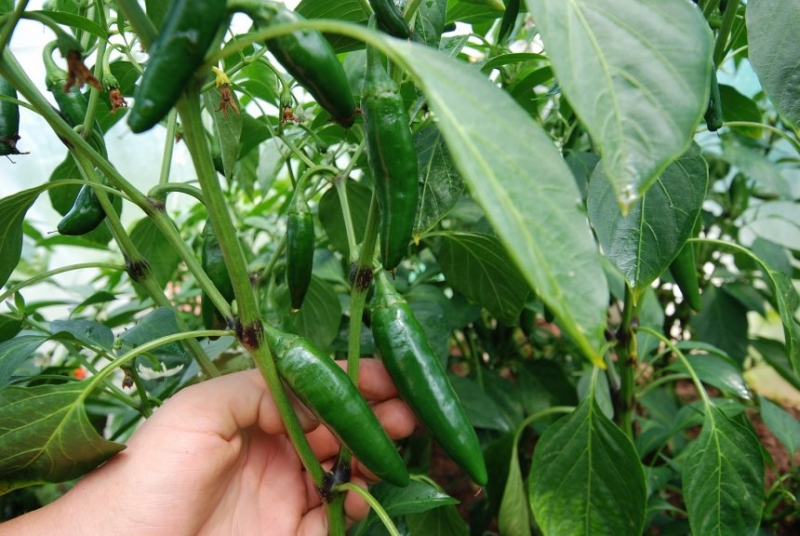 Jalapeno Maylon