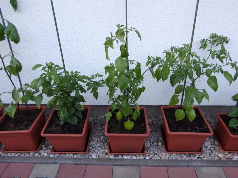 120-Baccatum