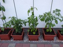 120-Baccatum