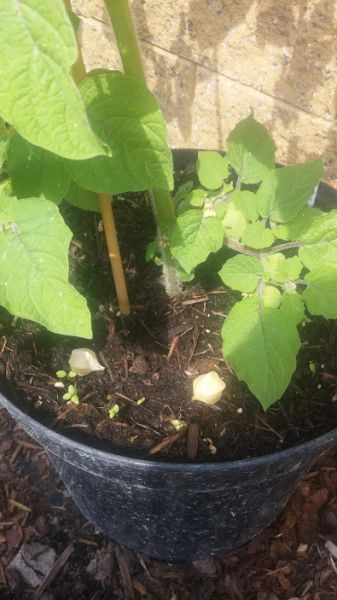 Physalis pruinosa.