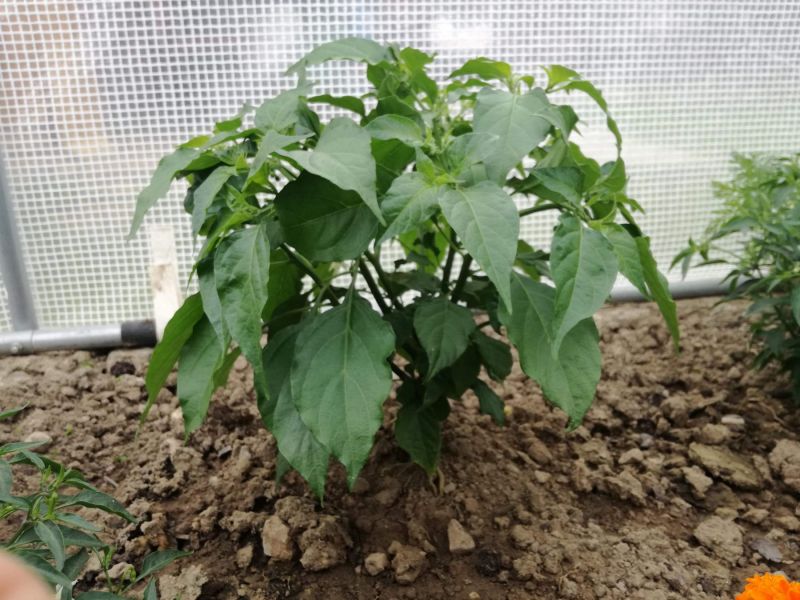 Habanero Orange