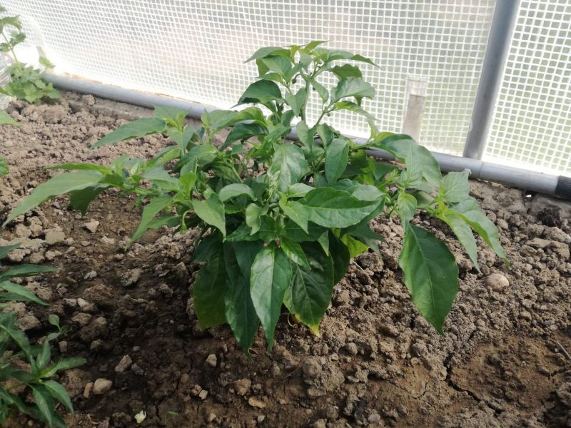 Habanero Orange