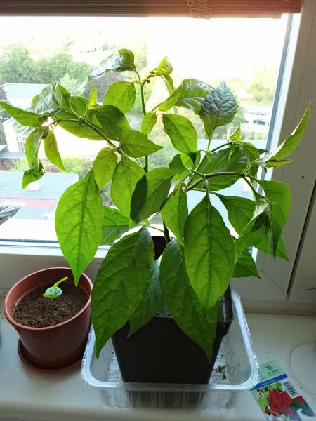 Habanero Red