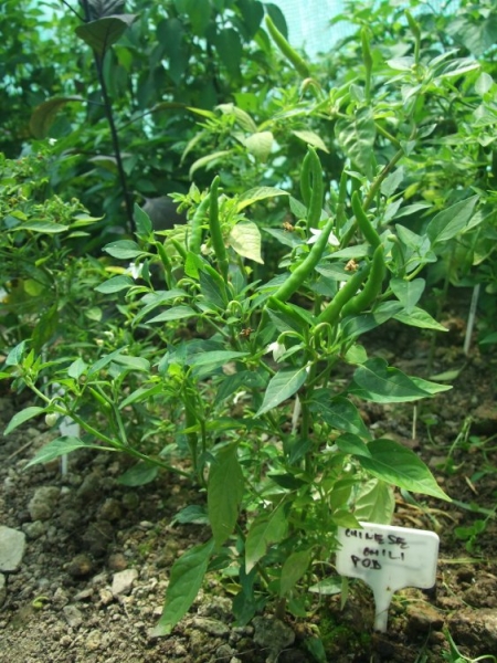 chinese chilli pod