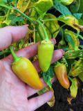 IMG_20190626_183648