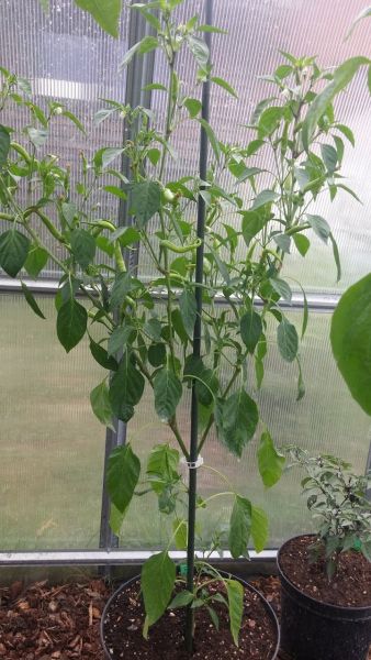 Cayenne Yellow.