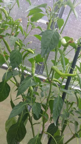 Cayenne Yellow