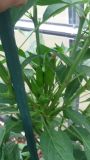 Etna peperoncino