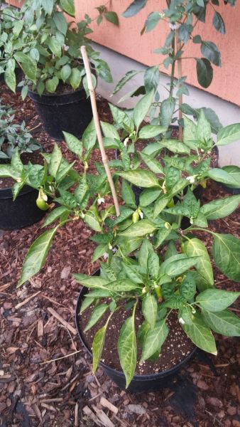 NM Pinnata Jalapeno