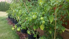 Tomatillo purple.