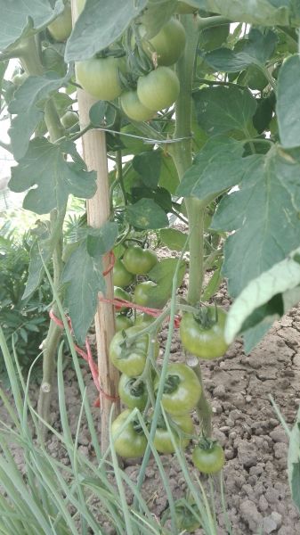 IMG_20190705_103526