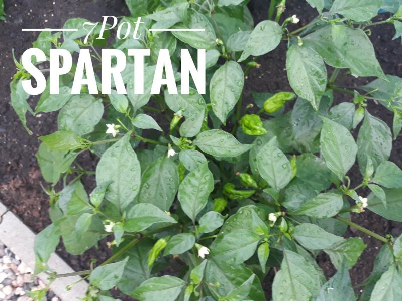 7Pot Spartan