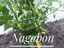 Nagabon