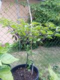 IMG_20190709_145516