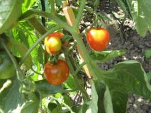 IMG_9388_03_07