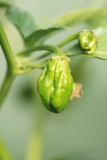 Dorset Naga1
